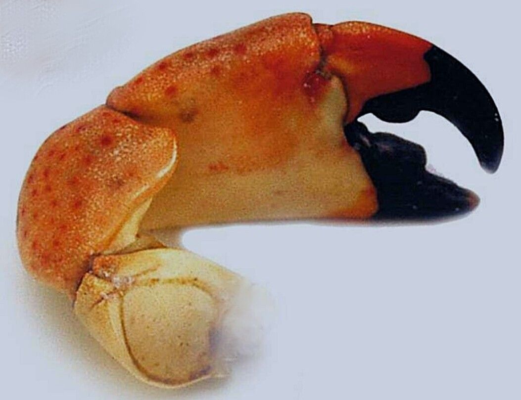 Want to taste delicious stone crabs in Florida
